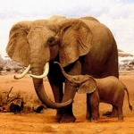 The Elephant 1.2.5 APK MOD Premium