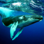 The Humpback Whales MOD APK v1.1.5 Unlimited Money